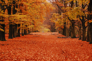 From the H.V. National Park. I saw it while cycling through a forest and just had to stop to take this photo, it reminded me of those autumn wallpapers (it was also raining at the time and I ended up with a nasty cold). The place was so orange, I thought that an invisible man in the sky might have been playing around with photoshop.